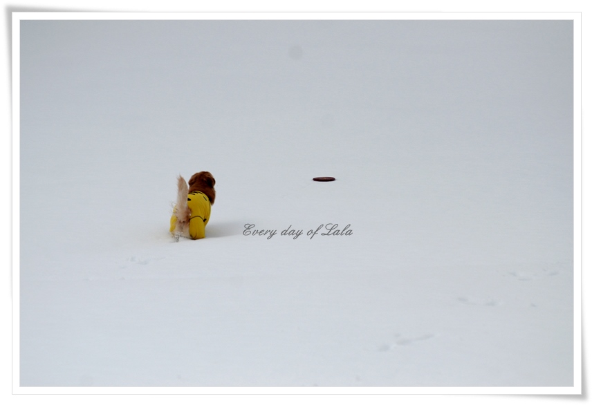 雪上でフリスビーのレトリーブ
