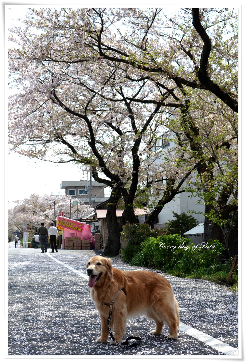 桜の花びらじゅうたんです