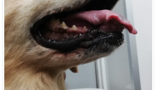 病院で見上げ笑顔のララ