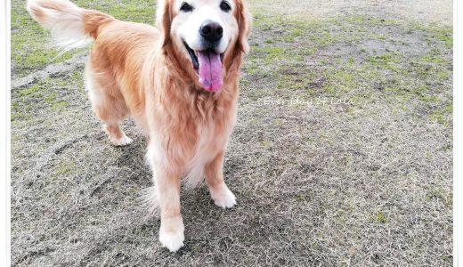 ララ尻尾をフリフリ