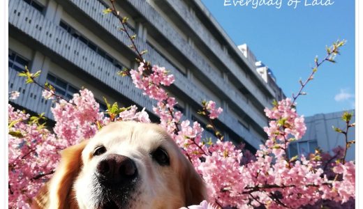 桜から顔出すララ