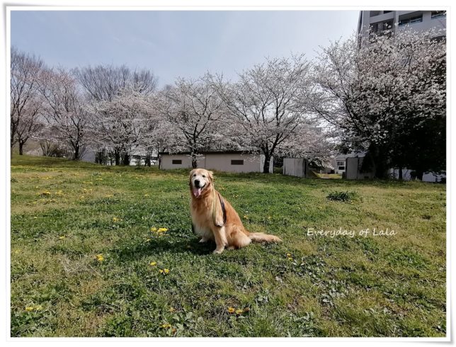 桜を背景に記念撮影
