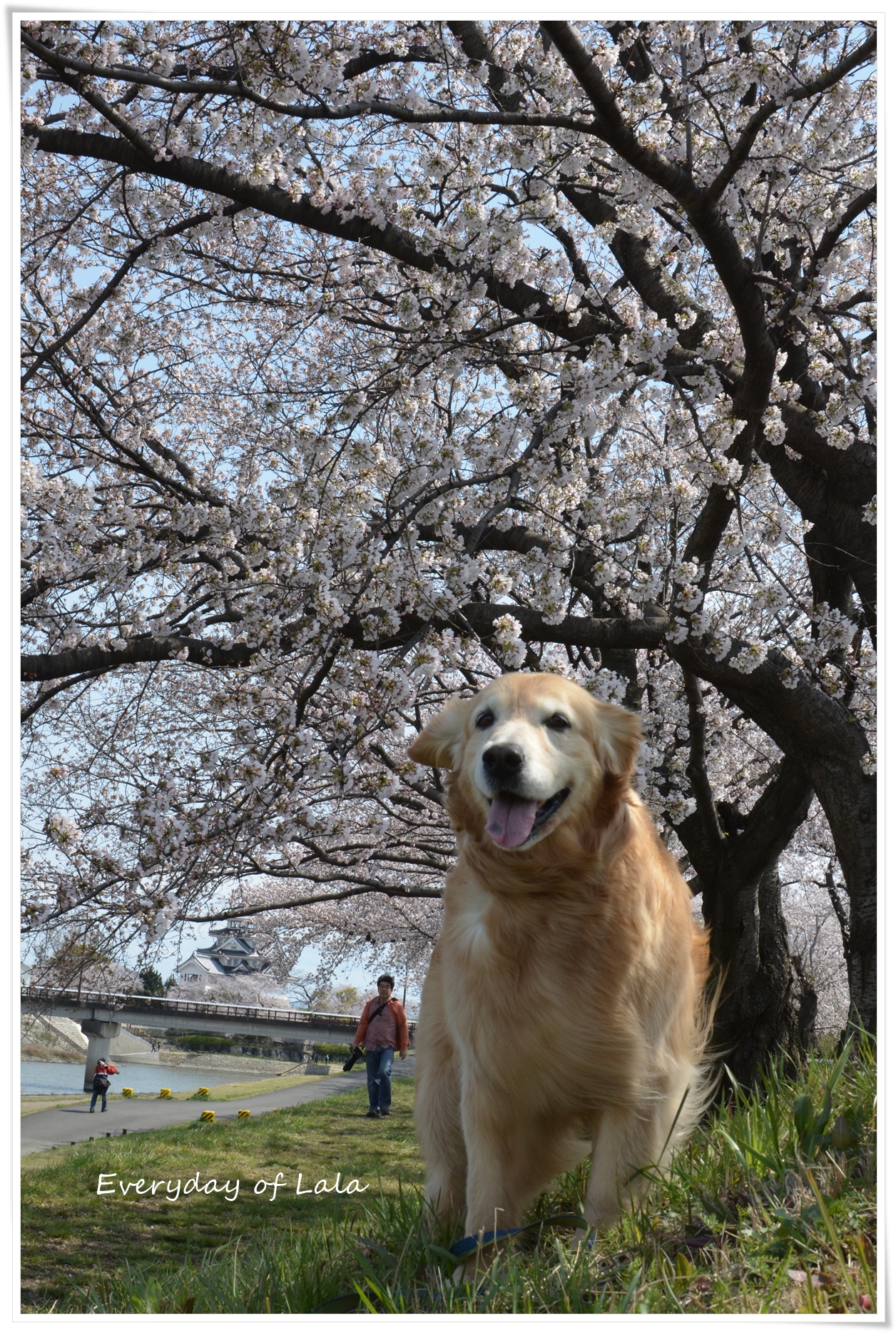 桜が満開になていたので散策にきました