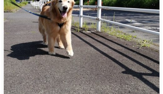 ララと軽く散歩1