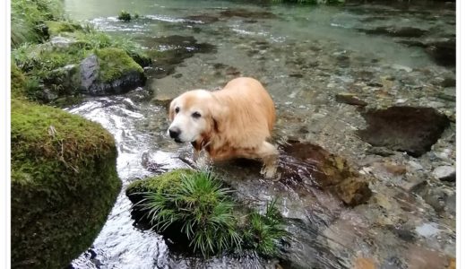 川でひんやり
